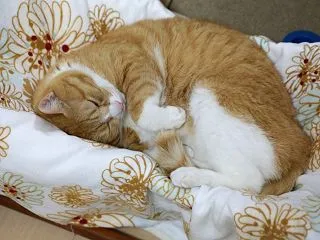 ハンモックに戻る猫。