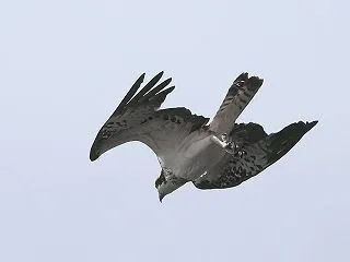 ミサゴの後ろ向きダーウィンポーズ 10/…