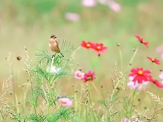 秋の渡り：ノビタキ⓺ ～コスノビ②～