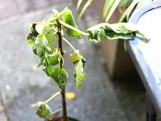 空き別荘にパトカーが来た/ゴミ屋敷には空…