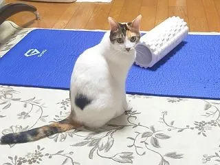 粉末出汁で、赤身ビーフのトマト煮込み