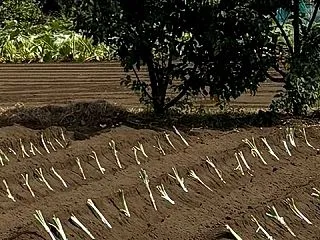 帰国した上國料萌衣、援農ボランティアに参…