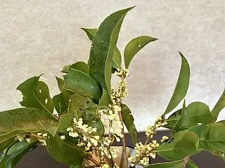 がんばれ、銀木犀