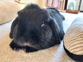 もふもふ ぷりぷりの。
