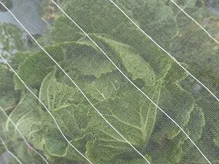 白菜 巻いてきた