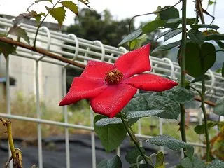 まあ！何と日中の暑いこと 薔薇：アルテシ…