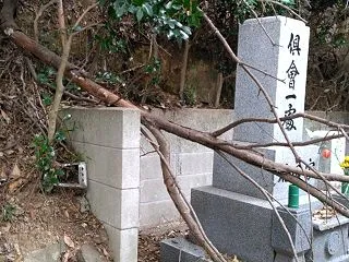 墓に倒木