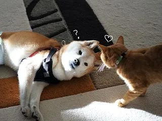 にぶいヤツ