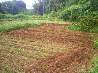 じゃがいもの芽かき・追肥・土寄せその他