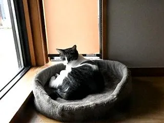 珍しくお外に出なかった今朝です。にゃんこ…