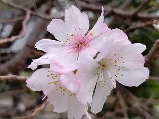 茶の木と冬桜