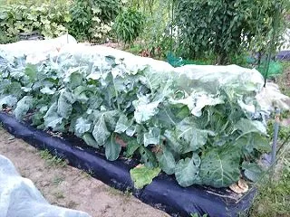 ブロッコリー トンネルを外しました(10…