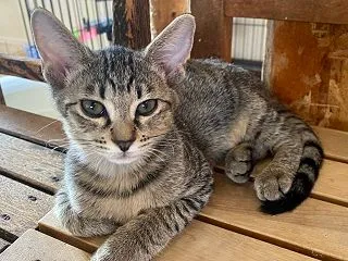 ヨッシーくん。去勢手術はいつになる？