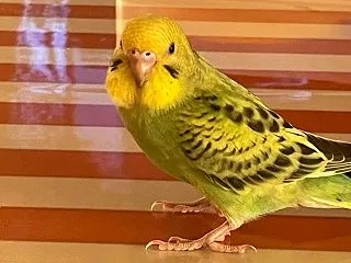 イタリアンハンバーグ