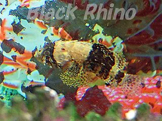 ノシャップ寒流水族館 05 グアムカサゴ…