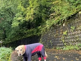 雨ん歩。