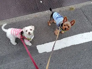 物件見学