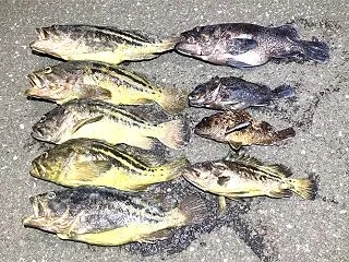 北海道・秋の根魚シーズン開幕！積丹の磯で…