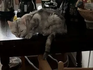 ナナ、虹の橋に旅立ちました