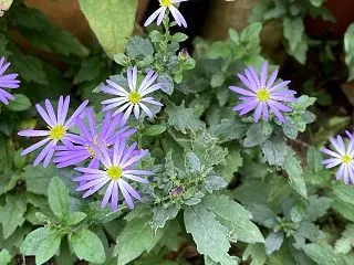 秋の宿根草は強し！