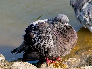  鳥 認 識 A F テ ス ト 2
