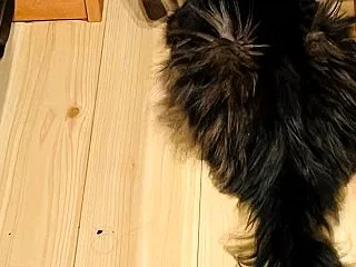 猫の形をした人間 人間の形をした猫