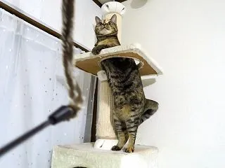ルーちゃんヤル気(*´-`*)