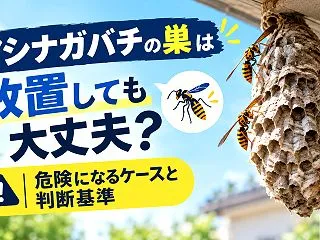 アシナガバチの巣は放置しても大丈夫？危険…