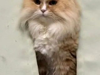 【ラガマフィン編】ココの異変62・・猫で…