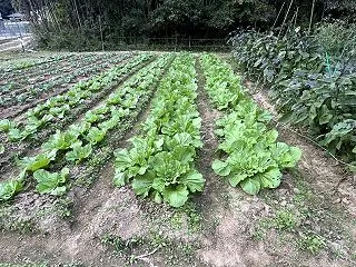 白菜成長 その1