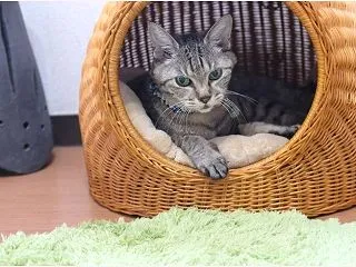 暑さぶり返しダラダラなチーちゃん