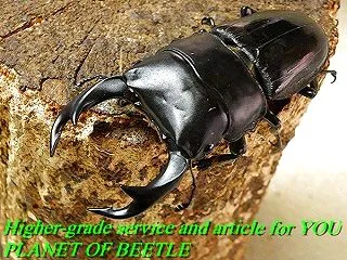 〇獨竜江D.クルビデンス＼(^o^)／