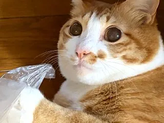 【あずとら日記】ビニールぶくろはぼくのも…