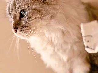 ふわふわジャム