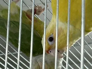 餌が減らないので雛は居ない