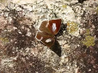 ウラギンシジミ（メス）