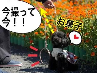 タイミングが難しい。。。4回目の伊勢志摩