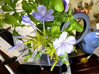 ガーデニングルリマツリの花開いて行く様子…