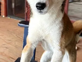 雨です