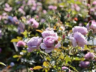 ★ 8年10月22日 ★