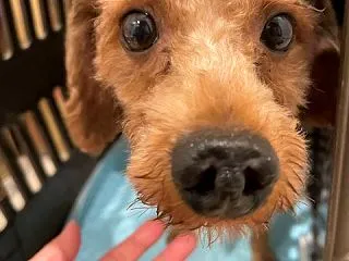 ミニチュアプードル（♂）＠保護