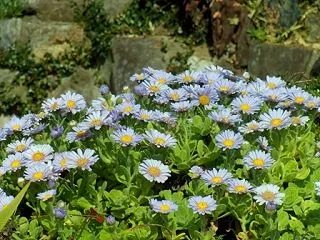 大好きな花