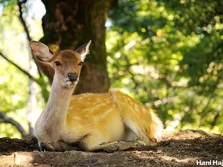 木陰で休憩中の雌鹿