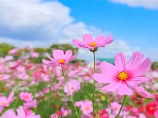 ご存知ですか？ラジオ体操の効果 リトハウ…