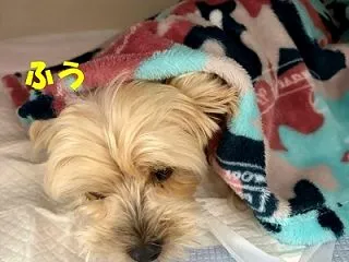  麻酔の後