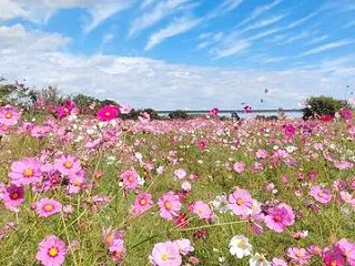 江戸川フラワーラインのコスモス満開261…