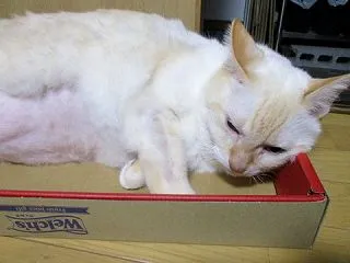 小さめだけど