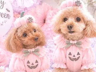 ♪ハロウィンの前に