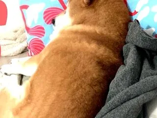 あの頃のように