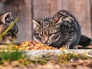 猫のフードを冷蔵保存する容器の選び方｜ウ…